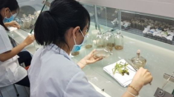 Nuôi cấy mô sản xuất giống chuối hột và xây dựng mô hình trồng thử nghiệm trên địa bàn tỉnh Bến Tre