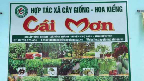 Hợp Tác Xã Cây Giống Và Hoa Kiểng Cái Mơn