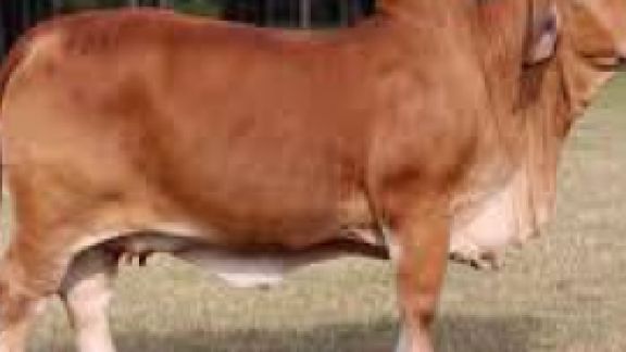 Thành công trong việc xây dựng phát đồ điều trị bệnh viêm tử cung trên bò