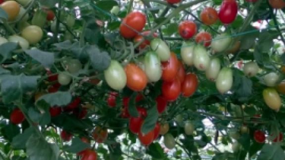 Mô hình trồng cà chua bi bằng phương pháp tưới nhỏ giọt