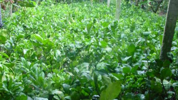 Quy trình kỹ thuật nhân giống bưởi da xanh