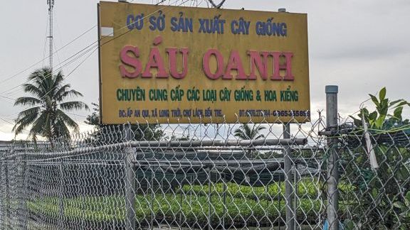 Cây Giống Sáu Oanh
