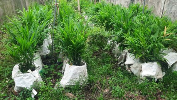 QUY TRÌNH TRỒNG GỪNG NUÔI CẤY MÔ TRONG BAO