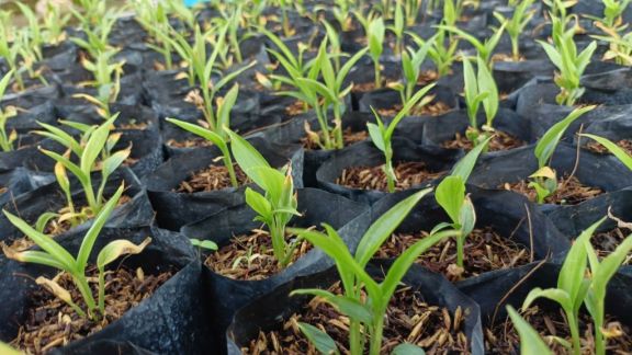 BẾN TRE ỨNG DỤNG CÔNG NGHỆ NUÔI CẤY MÔ TRONG NHÂN GIỐNG GỪNG SẠCH BỆNH – GIẢI PHÁP ĐỘT PHÁ CHO NÔNG NGHIỆP CÔNG NGHỆ CAO