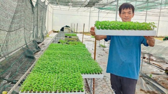 KHẨN TRƯƠNG SẢN XUẤT GIỐNG CÚC MÂM XÔI CẤY MÔ PHỤC VỤ TẾT NGUYÊN ĐÁN BÍNH NGỌ NĂM 2026